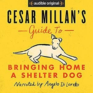 Cesar Millan's Guide to Bringing Home a Shelter Dog